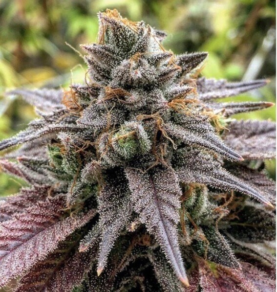 Guava X Sherbet X Gmo Qty 5 Regulars