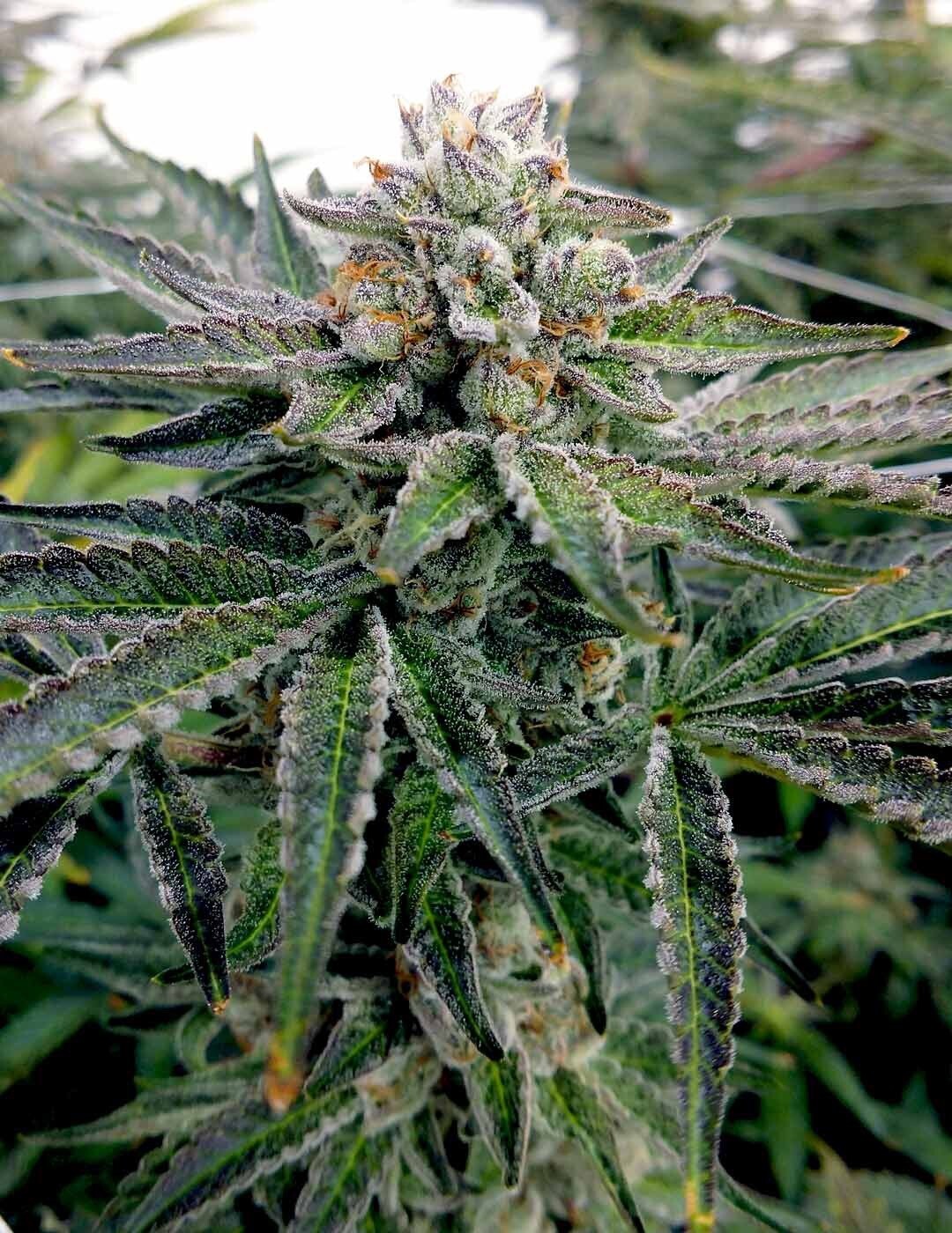 Watermelon Lemonade (watermelon Z X Lemonade