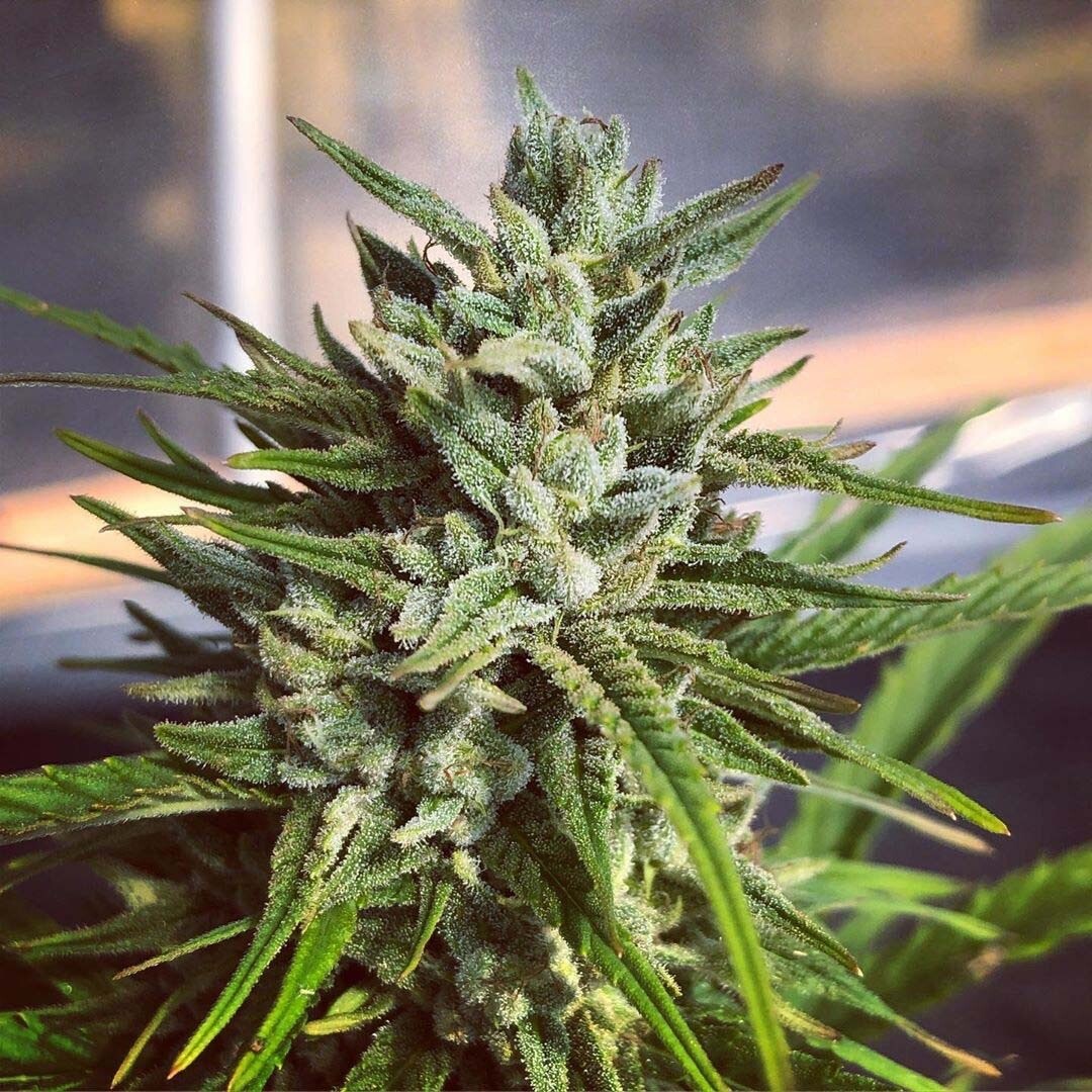 AC/DC X Lemonade High Cbd High Thc Qty 5 Regular Seeds