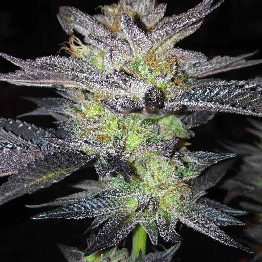 Gushers X Oz Kush Qty 5 Regulars