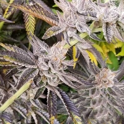 Platinum Punch X Banana Punch X Banana Runtz Qty 5 Regulars
