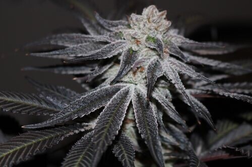 Platinum Punch X Melonade Qty 5 Regulars