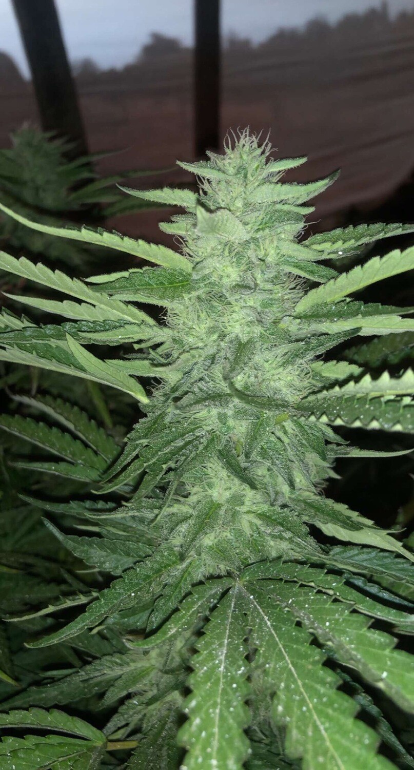 Ice Cream Cake X Triangle Mints Qty 5 Regulars