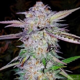 Zkittlez Punch Qty 5 Regulars