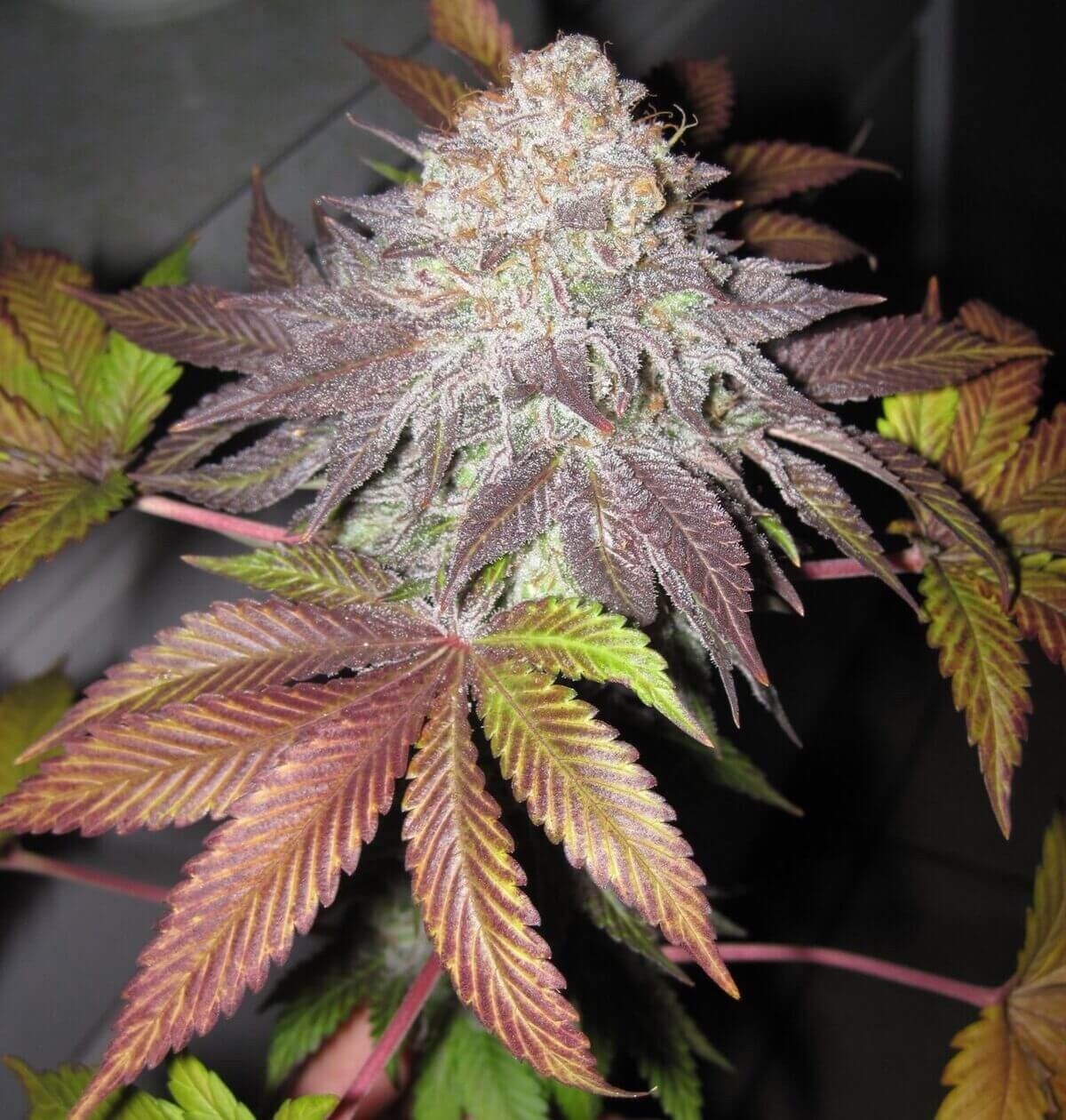 Mimosa X Candy Rain Qty 5 Regulars