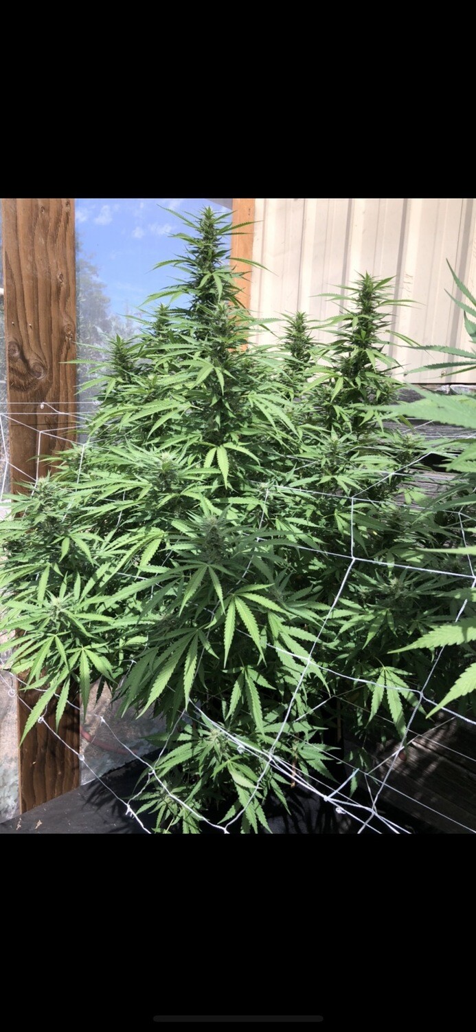 Terp Smoothie X Durban Poison Qty 5 Regulars