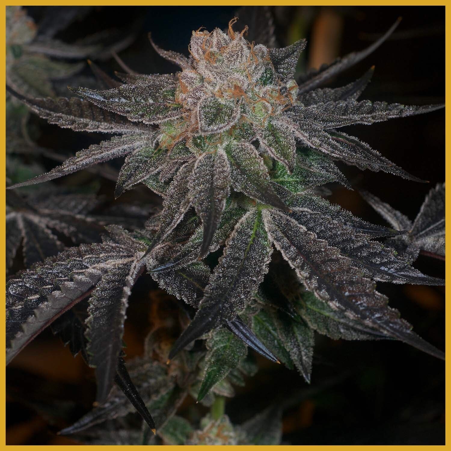 Forbidden Fruit X Zkittlez X Forum Cut Cookies Qty 5 Regulars