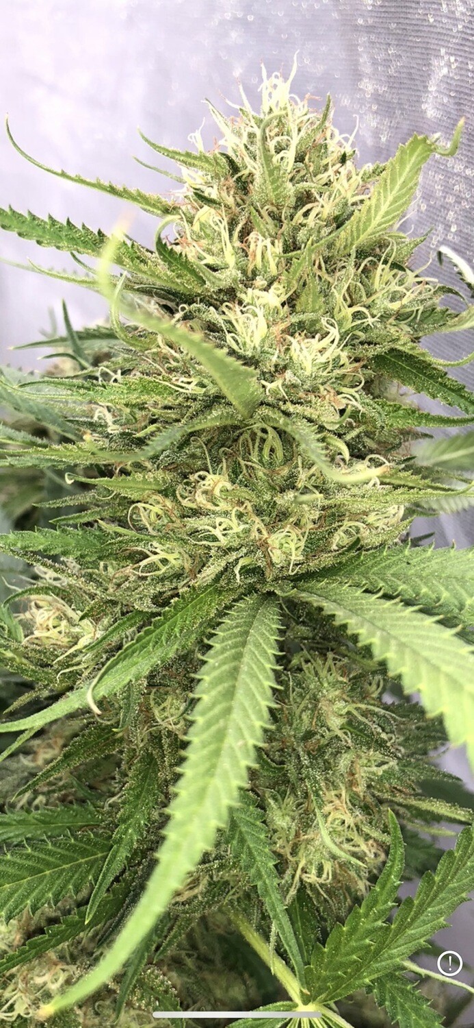 Pineapple Og Qty 5 Regulars