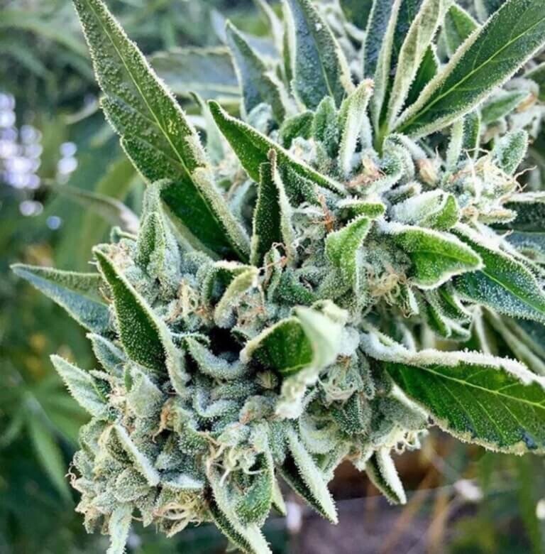 NY Sour Diesel X Key Lime Qty 5 Regulars