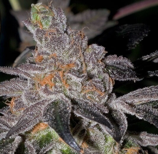 Biscotti X Banana Og Qty 5 Regulars