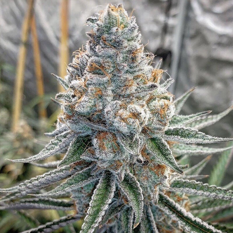 Mac1 (caps Cut) X Guava Cookies