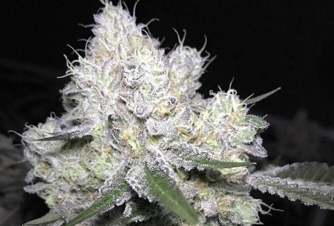 Diesel Venom Qty 5 Regulars