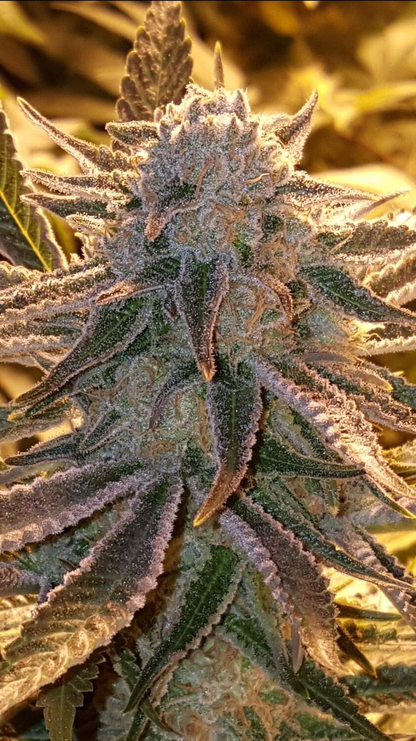 Georgia Pie F’3 Qty 5 Regulars