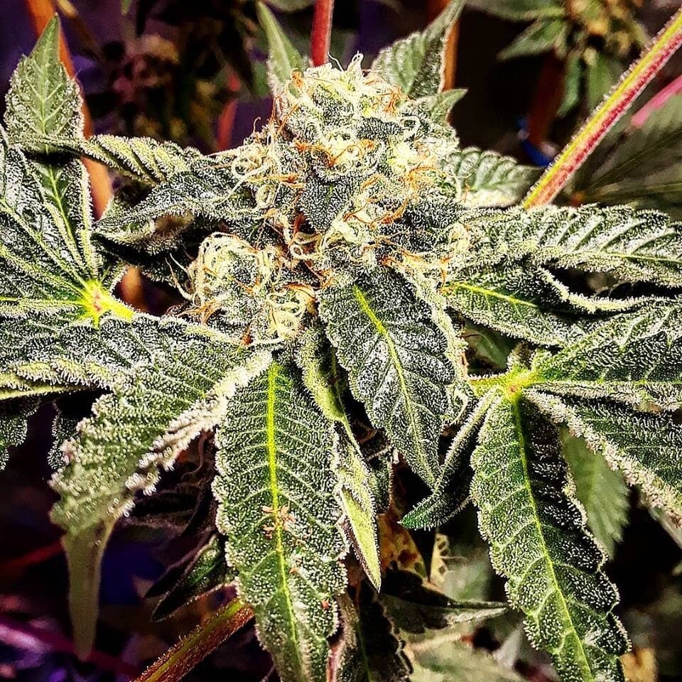 Dosipaya (dosidos X Papaya) Qty 5 Regulars