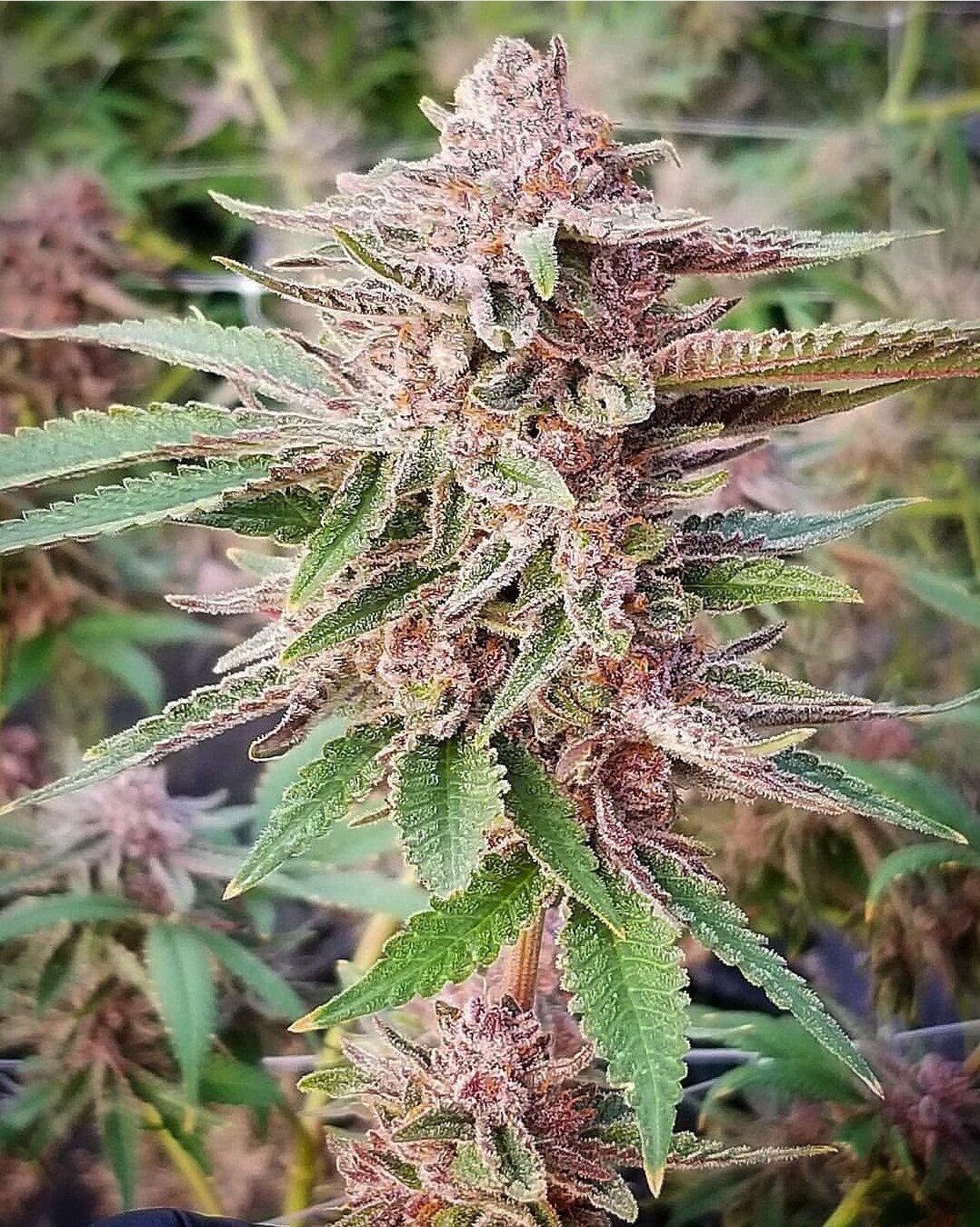 Platinum Bananatree Qty 5 Regulars
