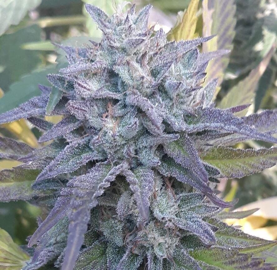 Venom Og X Banana Pie Qty 5 Regulars