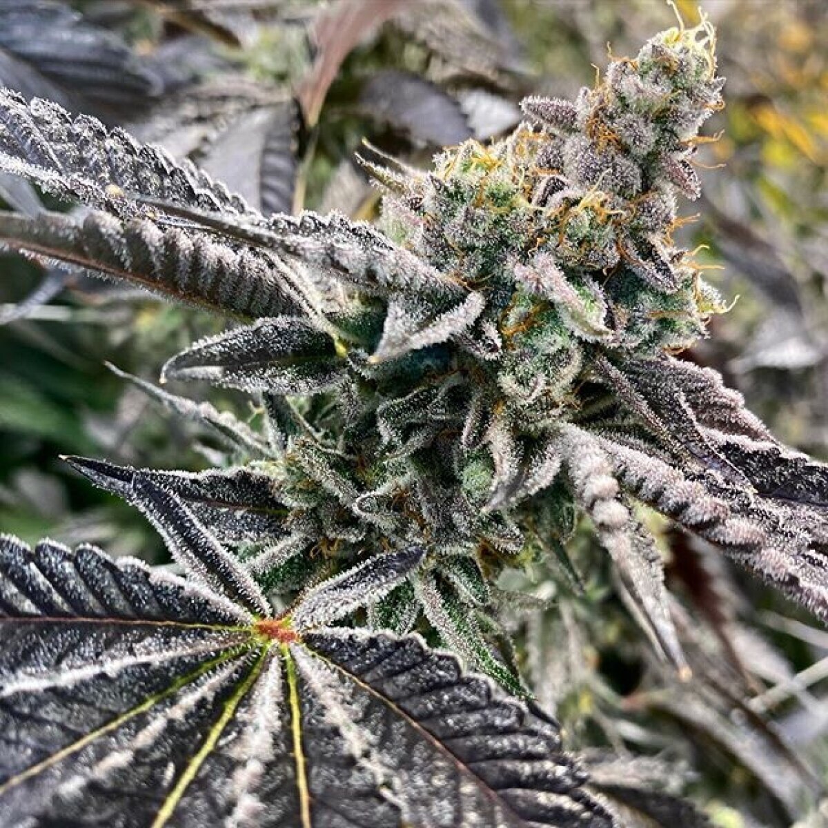 Runtz Mintz (white Runtz X Kush Mints) Qty 5 Regulars