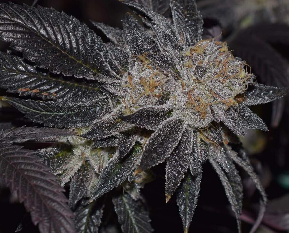 Platinum Runtz Qty 5 Seeds