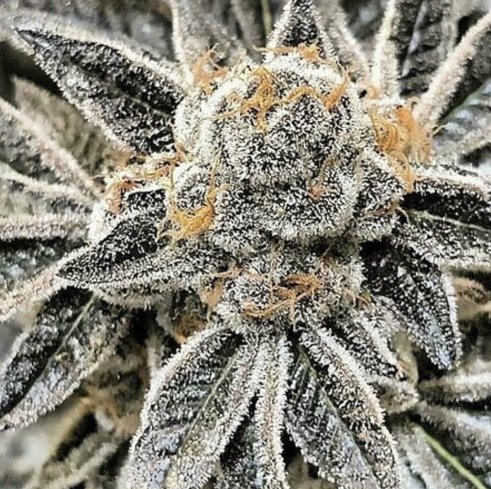 Tropicana X Banana Og Qty 5 Regulars