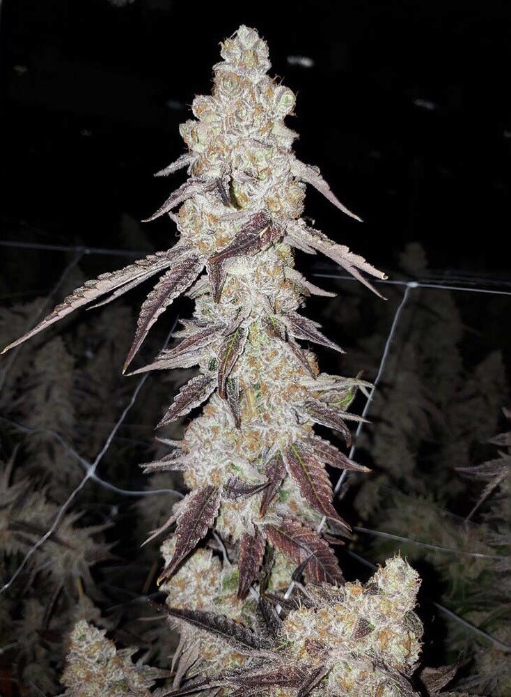 Tropicana X Gelato 45 Qty 5 Regulars