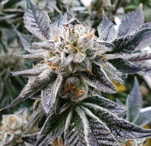 Cookies N Cream X Biscotti Qty 5 Regulars