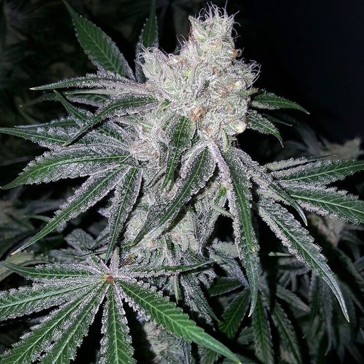 Kush Mints X Gmo X Wedding Pie Qty 5 Regulars