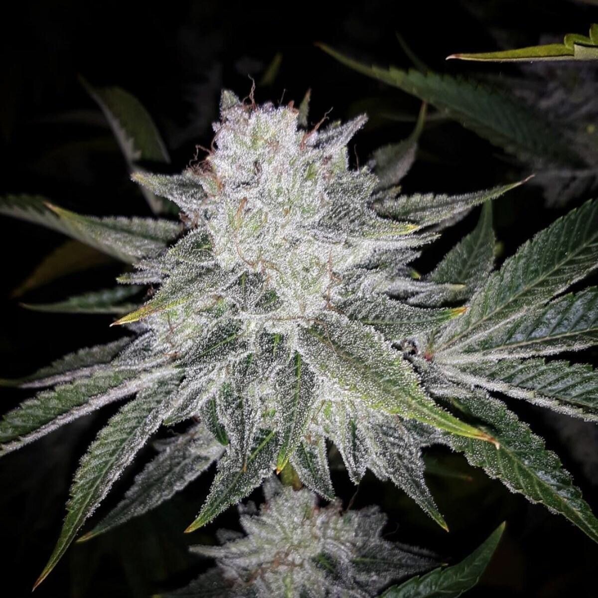 Gg4 X Banana Punch Qty 5 Regulars