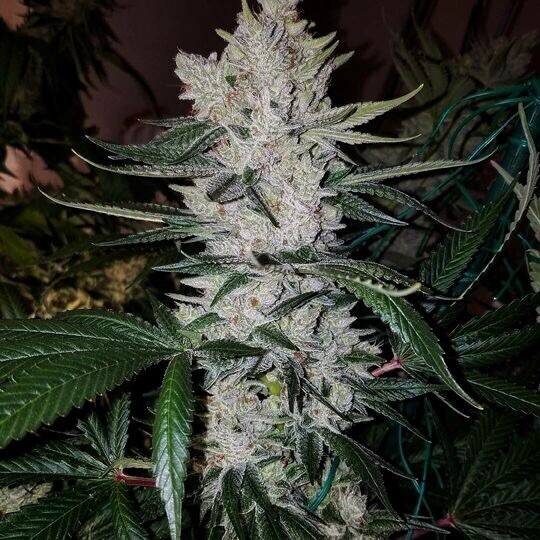 Gg4 X Pineapple Sorbet Qty 5 Regulars