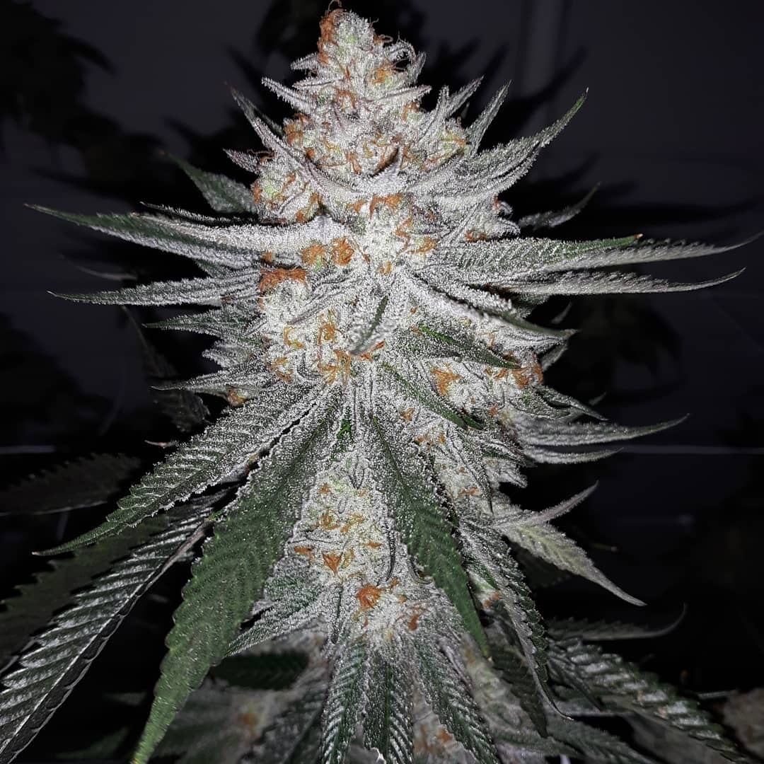 Zookies X Double Banana (banana Og X Banana Punch) Qty 5 Regulars