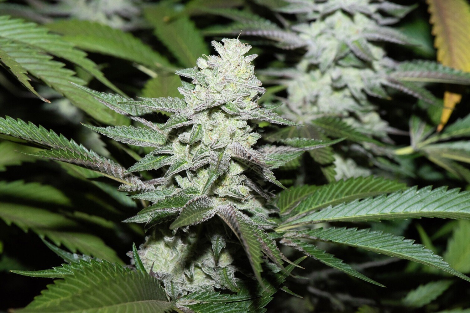 Papaya Gummy Bear (papaya X Gummy Bear Og) Qty 5 Regulars
