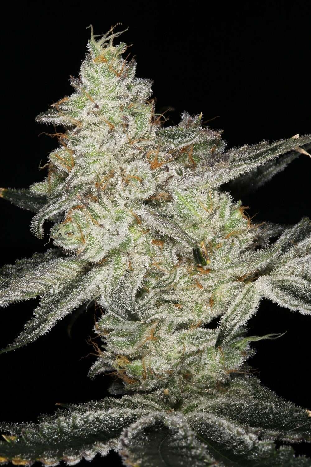 Runtz Ringz (Runtz X Gummy Bear Og) Qty 5 Regulars