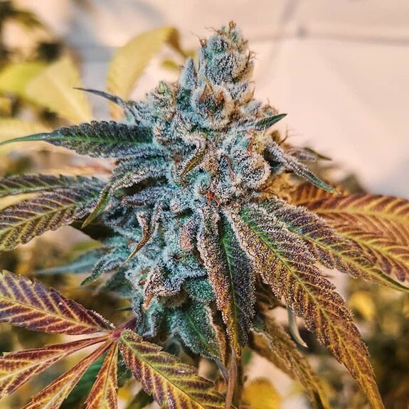 Pineapple Punch Qty 5 Regulars