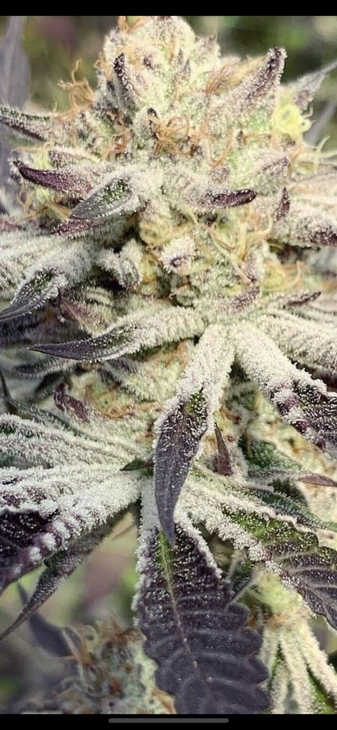 Mandarin Zkittlez X Slurricane Qty 5 Regulars