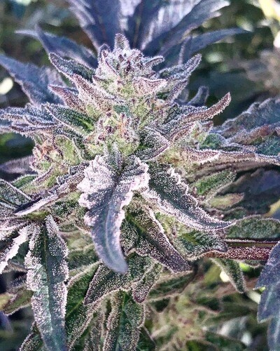Mandarin Zkittlez X Honeybuns Qty 5 Regulars
