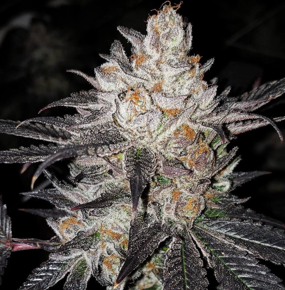 Mandarin Zkittlez X Sunset Sherbet Qty 5 Regulars