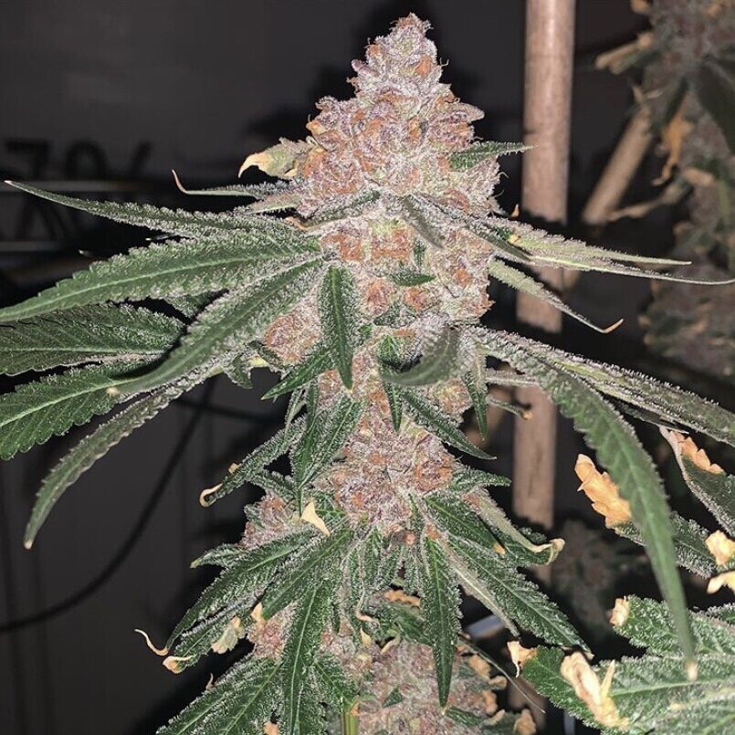 Mandarin Zkittlez X Sour Apple Punch Qty 5 Regulars