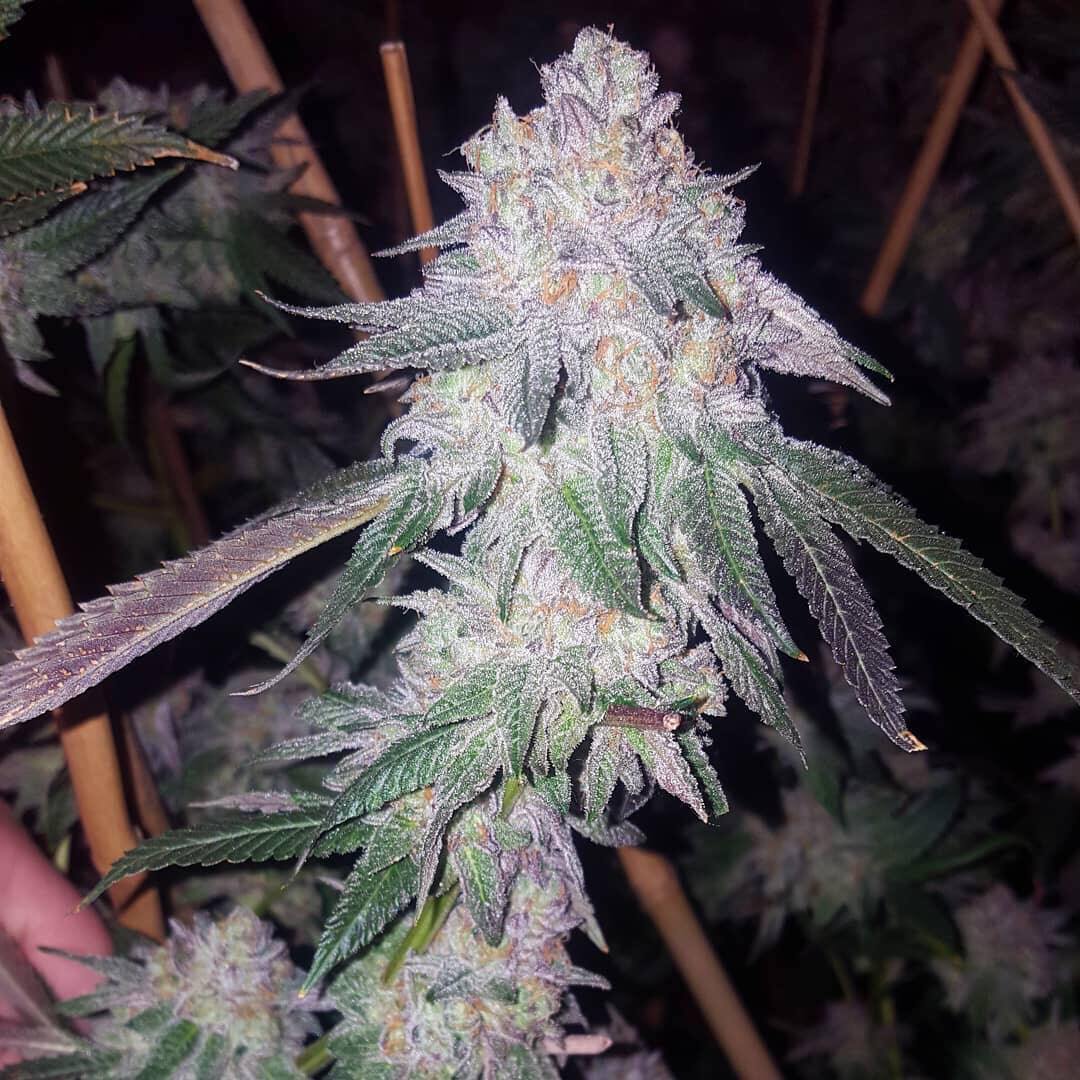 Mandarin Zkittlez X Cherry Runtz Qty 5 Regulars