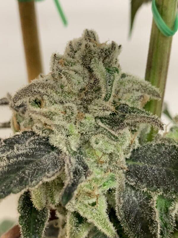 Platinum Grape Frosting Qty 5 Regulars