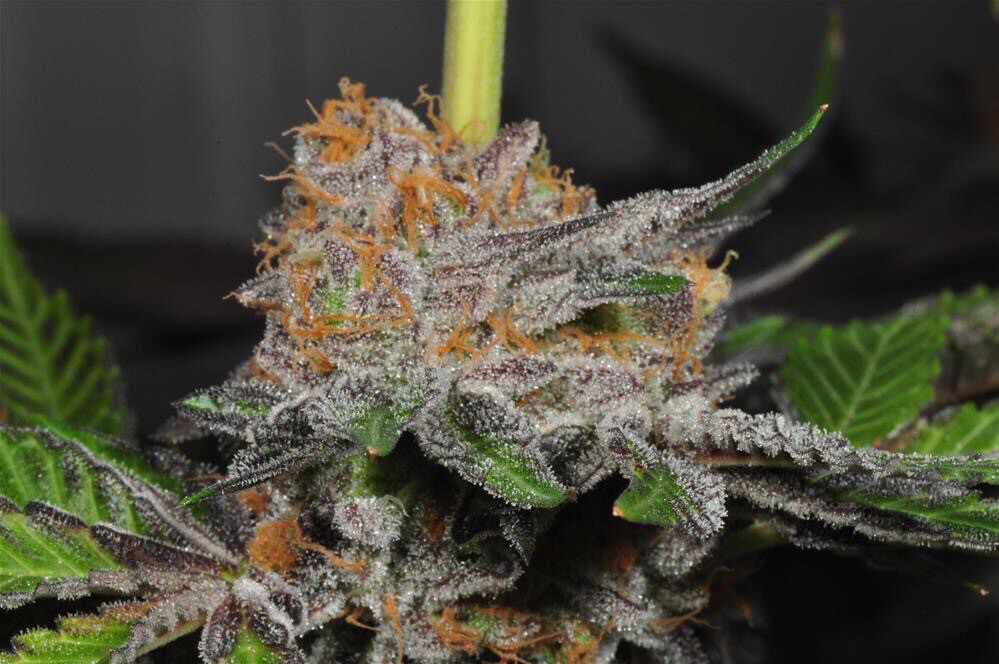 Mochi Gelato X Lemon Punch Qty 5 Regulars