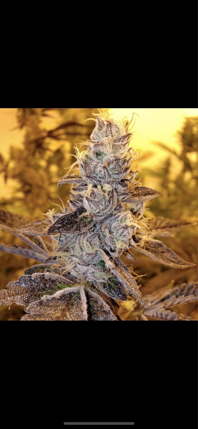 Wedding Crasher X Grape Dosi Qty 5 Regulars