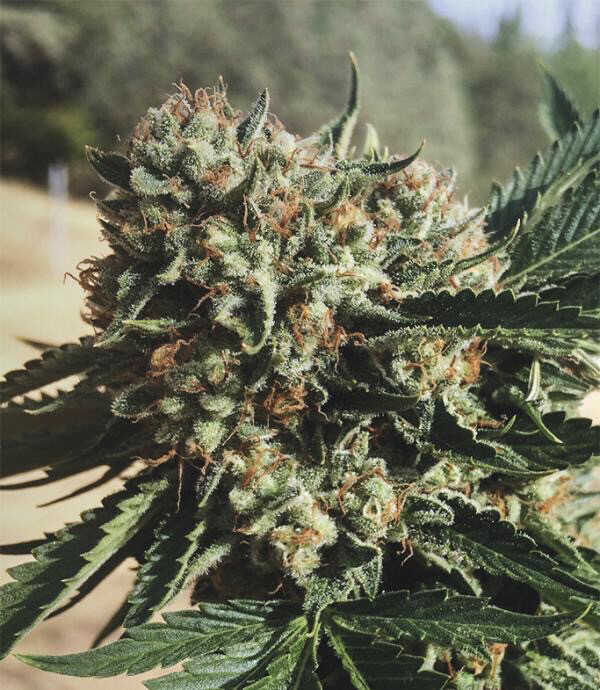 Humboldt Og X Sfv Og Qty 5 Regulars