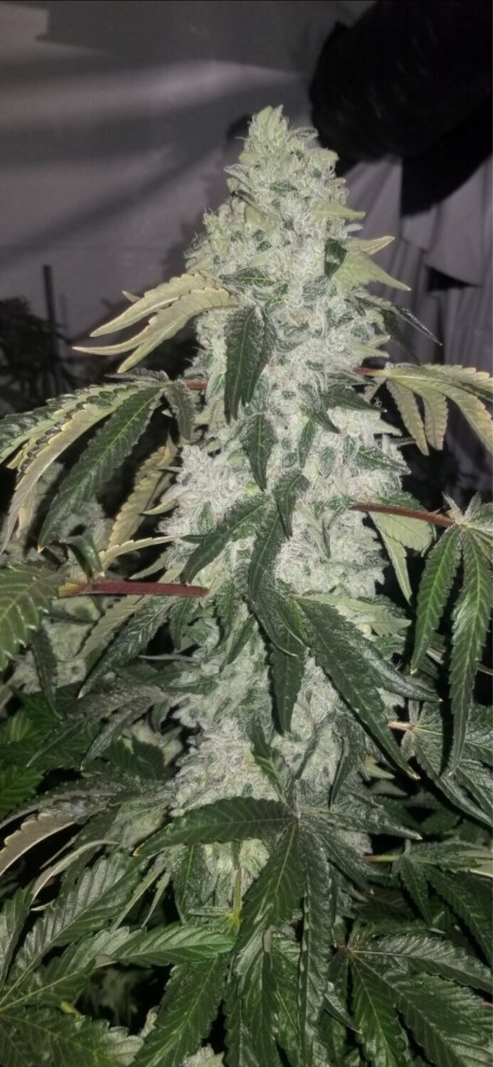 Pancakes (kush Mints 11X London Pound Cake 75) F’2 Qty 5