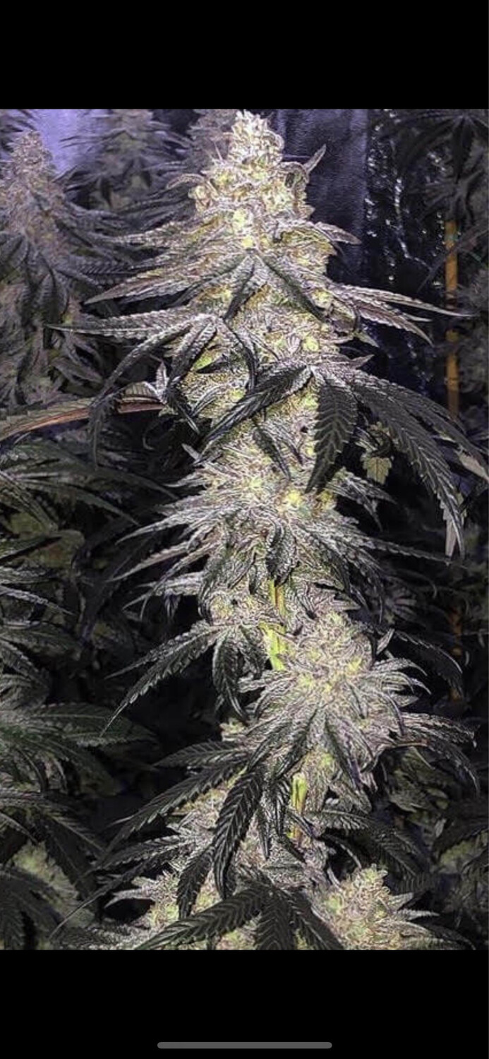 Strawnana X Sunset Sherbet Qty 5 Regulars