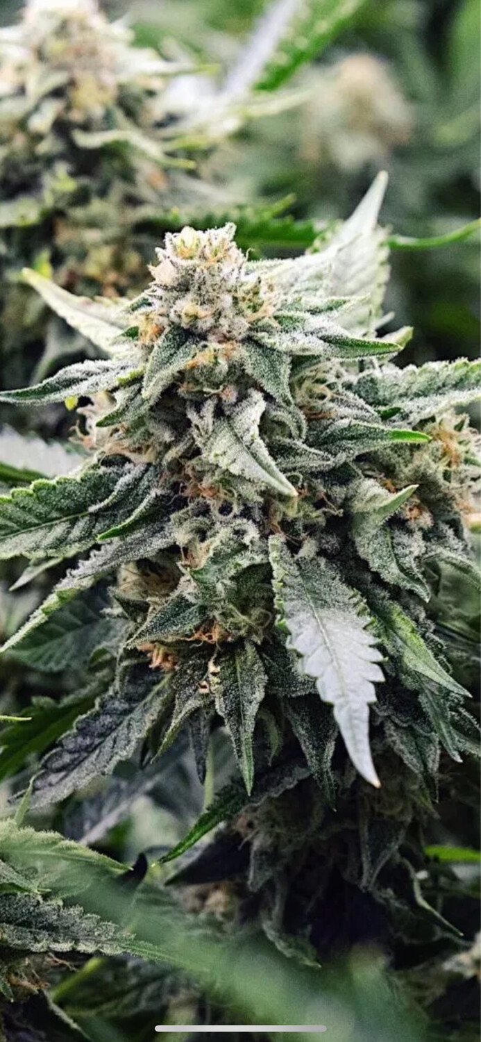 Candy Breath X Mimosa Qty 5 Regulars