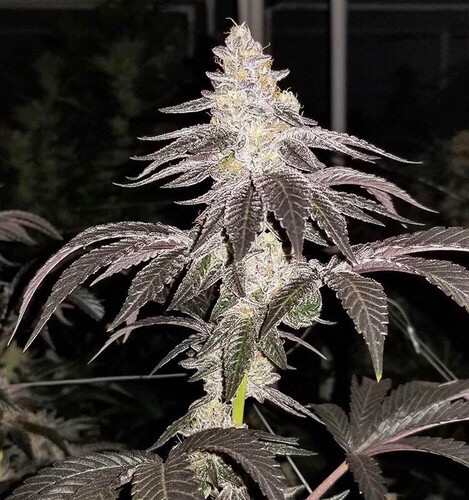 London Pound Cake 75 X Zkittlez X Ice Cream Cake Qty 5 Regulars