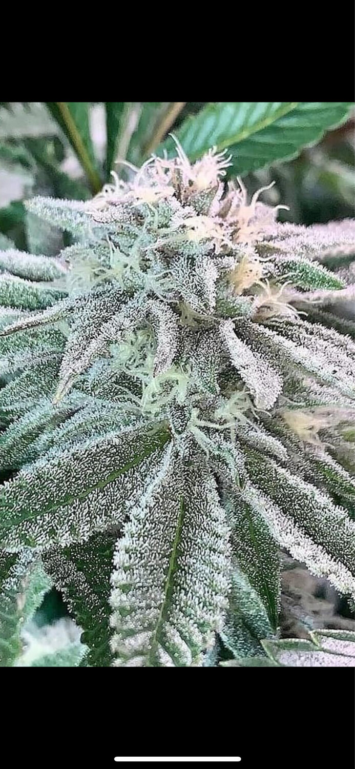 Cherry Runtz X Pancakes ( Kush Mints 11 X London Pound Cake 75) Qty 5 Regulars. One Drop Only