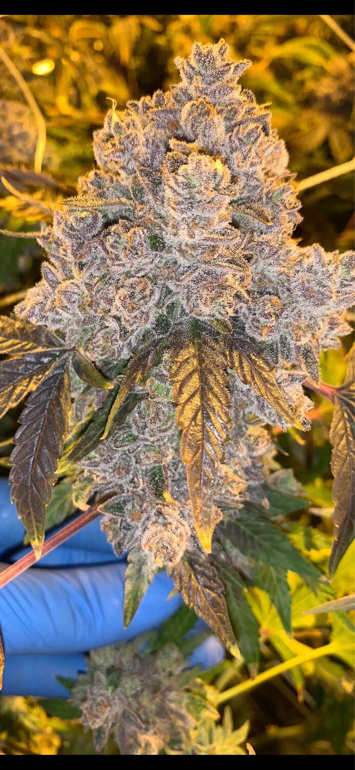 Apple Punch Qty 5 Regulars