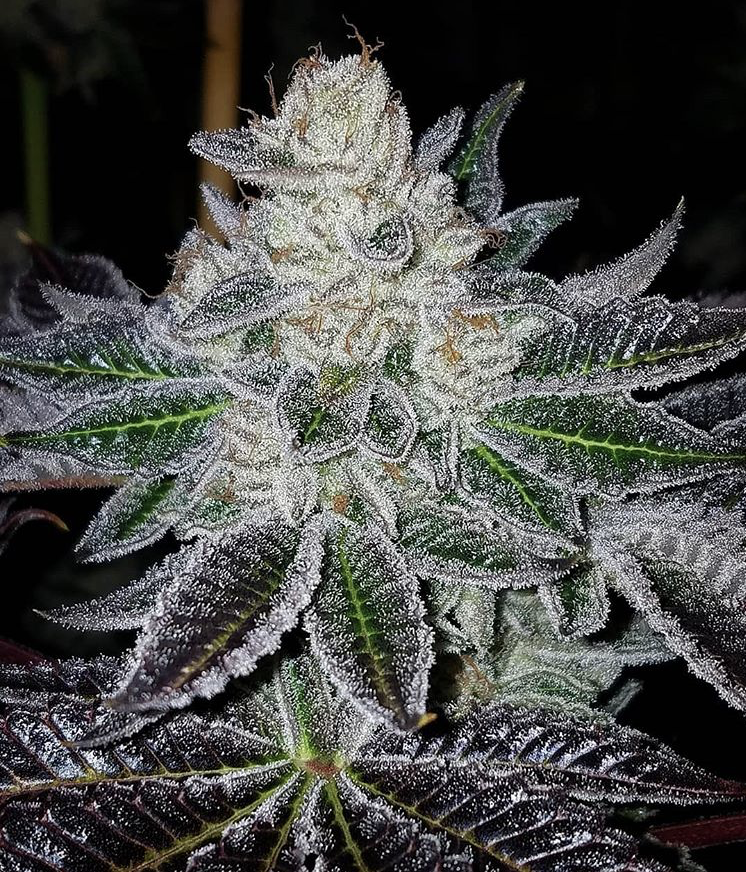 Dosidos 9 X Bananatree Qty 5 Regulars Limited Supply
