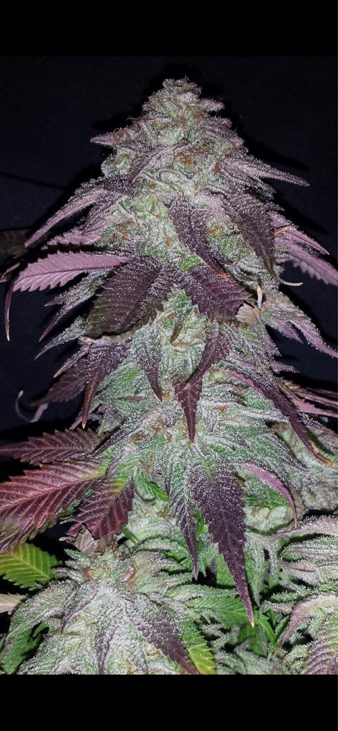 Purple Punch X Sunset Sherbet Qty 5 Regulars