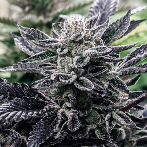 Gushmints (gushers X Kush Mints 11) Qty 5 Regulars